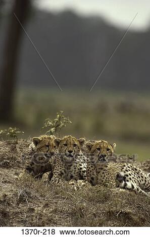 Cheetah Cubs View Large Photo Image Stock Photo - Cheetah Cubs. Fotosearch