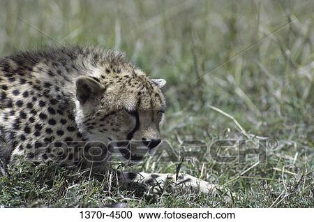 Cheetah View Large Photo Image Stock Image - Cheetah. Fotosearch