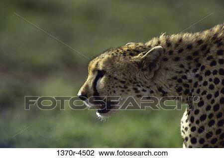 Cheetah View Large Photo Image Stock Image - Cheetah. Fotosearch