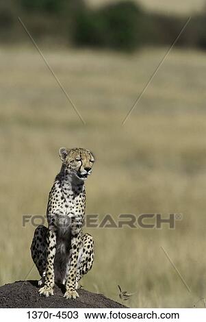 Cheetah View Large Photo Image Stock Image - Cheetah. Fotosearch