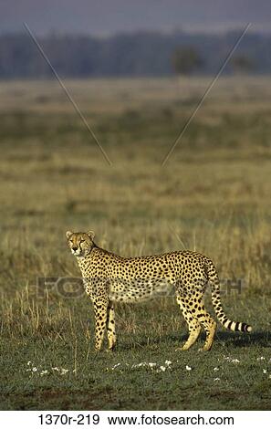 Cheetah View Large Photo Image Stock Photo - Cheetah. Fotosearch