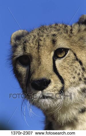 Cheetah View Large Photo Image Stock Photo - Cheetah. Fotosearch