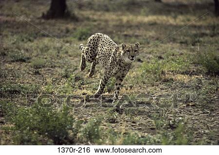 Cheetah View Large Photo Image Stock Photograph - Cheetah. Fotosearch
