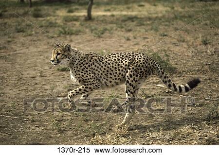 Cheetah View Large Photo Image Stock Photography - Cheetah. Fotosearch