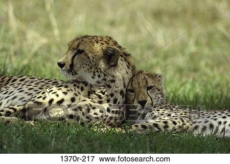 Cheetah with Cub View Large Photo Image Stock Photo - Cheetah with Cub. Fotosearch