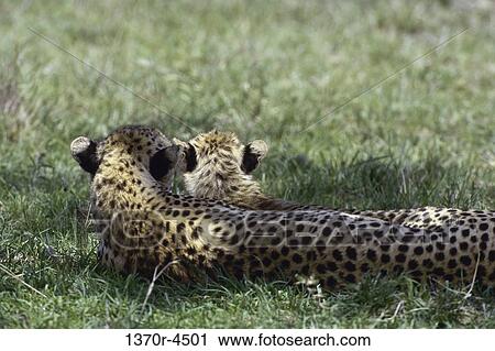 Cheetahs View Large Photo Image Stock Image - Cheetahs. Fotosearch