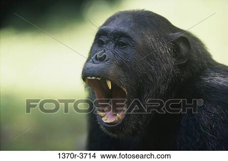 Picture - Chimpanzee. Fotosearch
