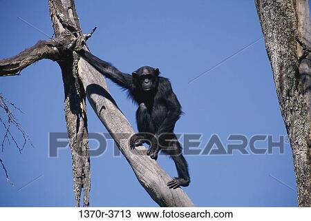 Chimpanzee View Large Photo Image Stock Image - Chimpanzee. Fotosearch