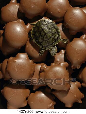 chocolate, turtle, contrast, humor, animal, irony View Large Photo Image Stock Photograph - chocolate, turtle, contrast, humor, animal, irony. Fotosearch