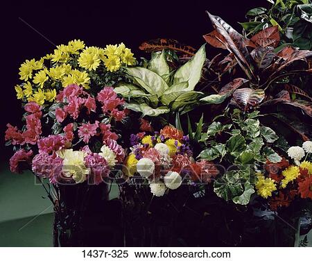 choices, flowers, floral, arrangement, flower arrangement, assortment View Large Photo Image Stock Photography - choices, flowers, floral, arrangement, flower arrangement, assortment. Fotosearch