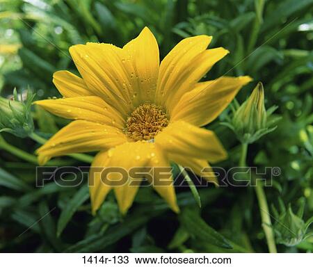 Chrysanthemum View Large Photo Image Stock Image - Chrysanthemum. Fotosearch
