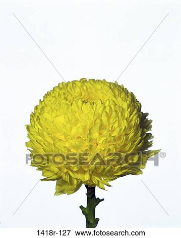 Chrysanthemum View Large Photo Image Stock Photo - Chrysanthemum. Fotosearch