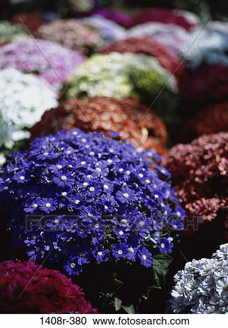 Chrysanthemums View Large Photo Image Stock Image - Chrysanthemums. Fotosearch