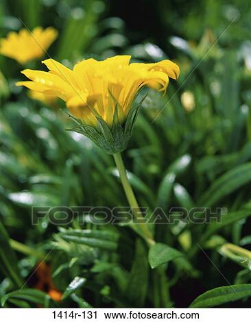 Chrysanthemums View Large Photo Image Stock Image - Chrysanthemums. Fotosearch