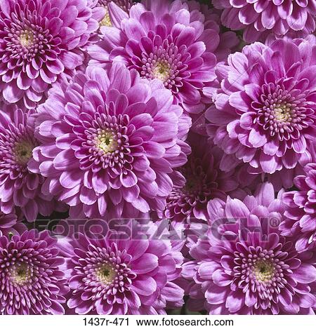 Chrysanthemums View Large Photo Image Stock Image - Chrysanthemums. Fotosearch