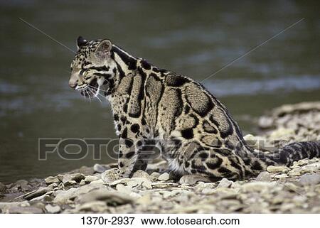 Stock Photo - Clouded Leopard. Fotosearch