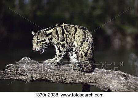 Clouded Leopard View Large Photo Image Stock Photo - Clouded Leopard. Fotosearch