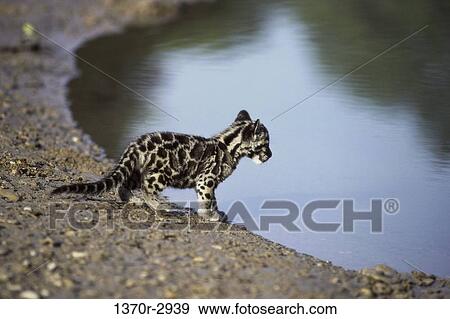 Clouded leopard View Large Photo Image Stock Photo - Clouded leopard. Fotosearch