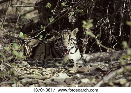 Clouded Leopard View Large Photo Image Stock Photo - Clouded Leopard. Fotosearch