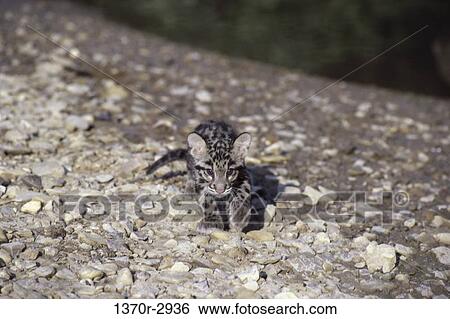 Clouded Leopard View Large Photo Image Stock Photograph - Clouded Leopard. Fotosearch