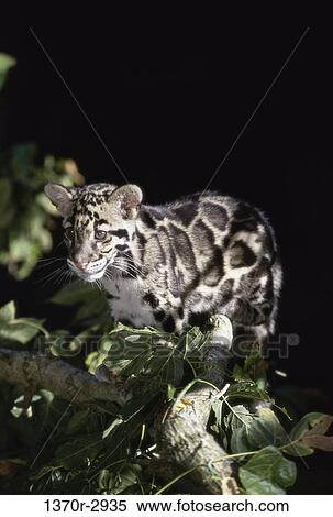 Clouded Leopard View Large Photo Image Stock Photography - Clouded Leopard. Fotosearch