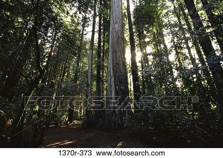 Coast Redwood Trees View Large Photo Image Stock Image - Coast Redwood Trees. Fotosearch