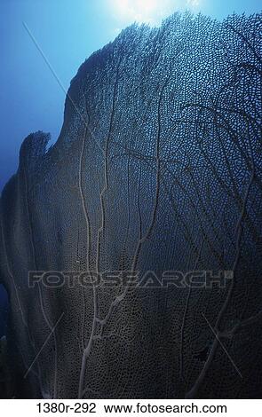 Coral View Large Photo Image Stock Image - Coral. Fotosearch