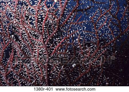 Coral View Large Photo Image Stock Image - Coral. Fotosearch