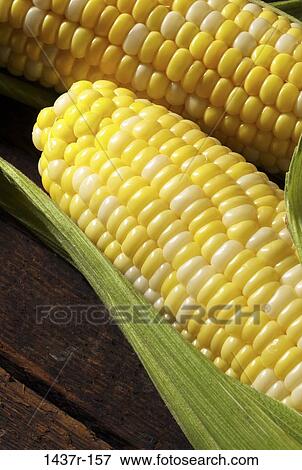 corn, food, still life, fresh, vegetable, stalks View Large Photo Image Stock Photo - corn, food, still life, fresh, vegetable, stalks. Fotosearch