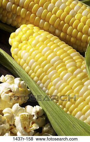 Corn View Large Photo Image Stock Photo - Corn. Fotosearch