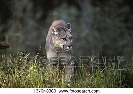 Cougar View Large Photo Image Stock Image - Cougar. Fotosearch