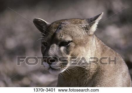 Cougar View Large Photo Image Stock Image - Cougar. Fotosearch