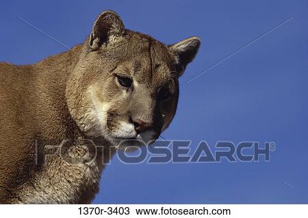 Stock Image - Cougar. Fotosearch