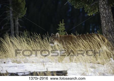Cougar View Large Photo Image Stock Photograph - Cougar. Fotosearch
