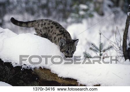Cougar View Large Photo Image Stock Photograph - Cougar. Fotosearch