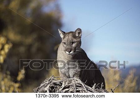Cougar View Large Photo Image Stock Photography - Cougar. Fotosearch