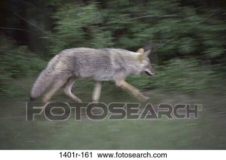 Coyote View Large Photo Image Stock Image - Coyote. Fotosearch