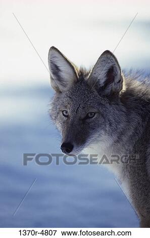 Coyote View Large Photo Image Stock Photo - Coyote. Fotosearch