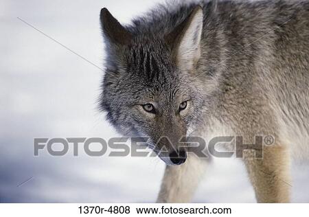 Stock Photo - Coyote. Fotosearch
