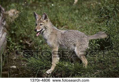 Coyote View Large Photo Image Stock Photograph - Coyote. Fotosearch