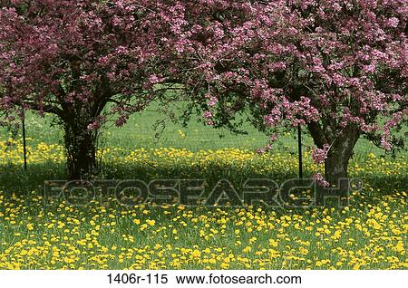 Crab Apple Trees and Dandelions, New York, USA View Large Photo Image Stock Photography - Crab Apple Trees and Dandelions, New York, USA. Fotosearch