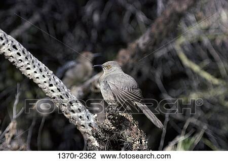 Curve-billed Thrasher View Large Photo Image Stock Image - Curve-billed Thrasher. Fotosearch