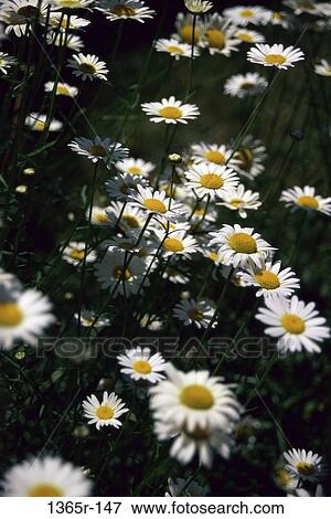 Daisies View Large Photo Image Stock Photo - Daisies. Fotosearch