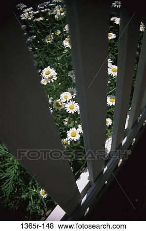 Daisies View Large Photo Image Stock Photo - Daisies. Fotosearch