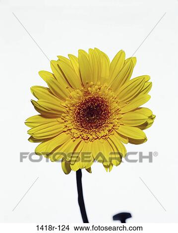 Picture - Daisy. Fotosearch