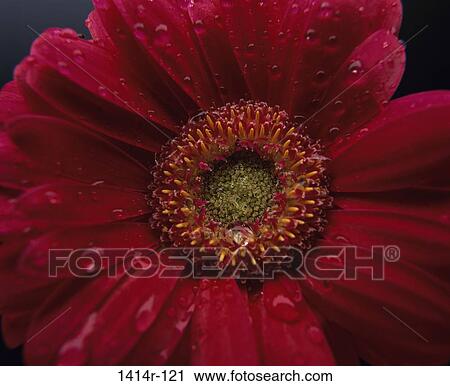 Daisy View Large Photo Image Stock Image - Daisy. Fotosearch