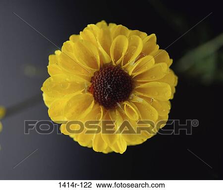 Daisy View Large Photo Image Stock Image - Daisy. Fotosearch