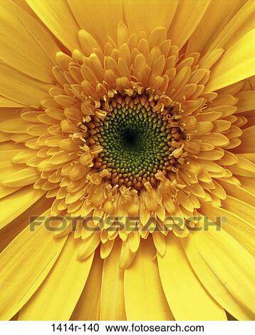 Stock Image - Daisy. Fotosearch