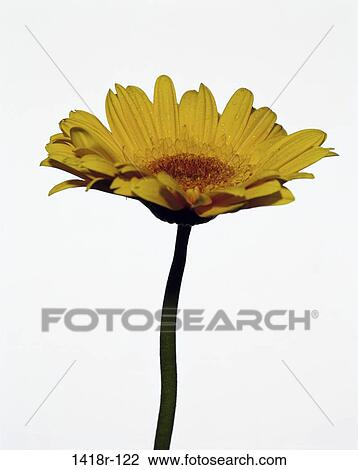 Daisy View Large Photo Image Stock Image - Daisy. Fotosearch