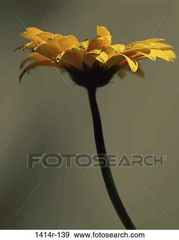 Daisy View Large Photo Image Stock Photo - Daisy. Fotosearch